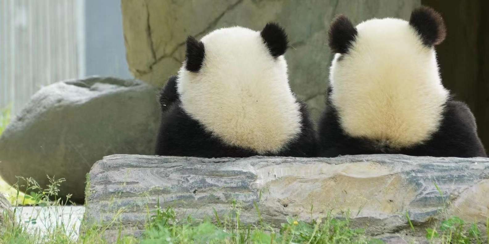 被忽视的小熊猫的一生-虎嗅网, image size:1585x792