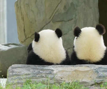 Chengdu Base de Investigación de la Cría del Panda Gigante Ticket de entrada