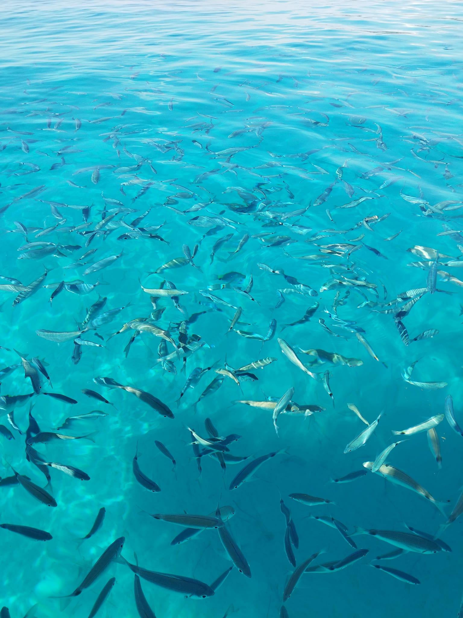 Halbprivate Tour ab Kavos: Blaue Lagune und Sivota