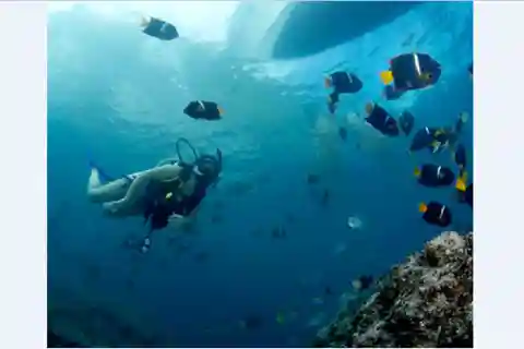 Puerto Vallarta : Expédition à la rencontre des baleines
