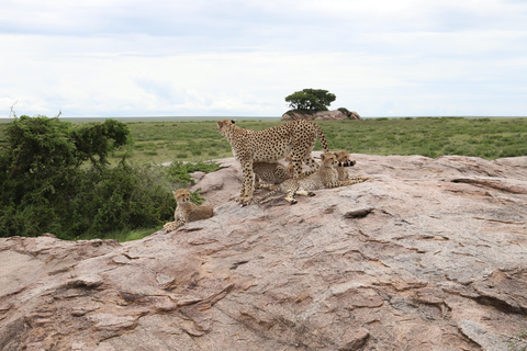 Tanzania: 7-dniowa migracja antylop gnu Serengeti (lipiec-październik)