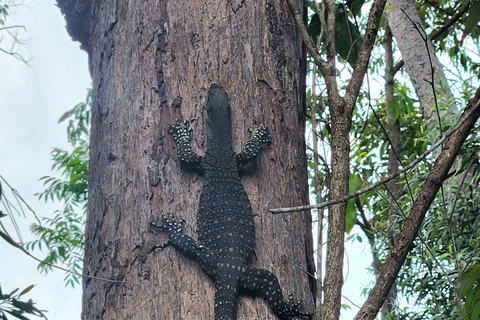 Waterfalls & Bushwalk Eco Adventure Tour