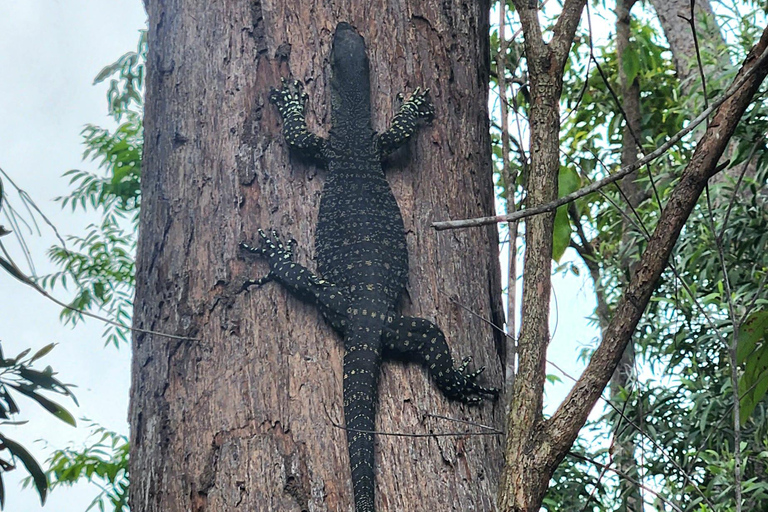 Excursión de Ecoaventura por las Cascadas y Bushwalk Whitsundays