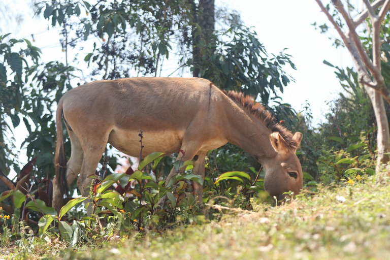 Experiência de passeios de burro para criançasExperiência em passeios de burro para crianças