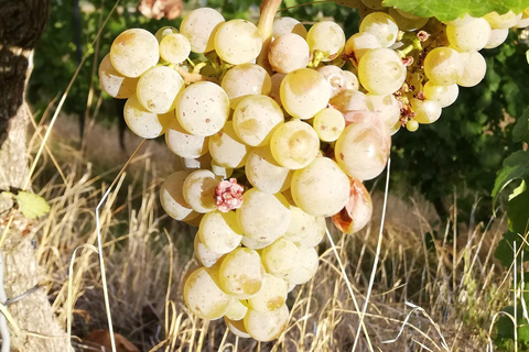 Koblenz: Der lebendige Weinberg, Natur- und Weingenuss