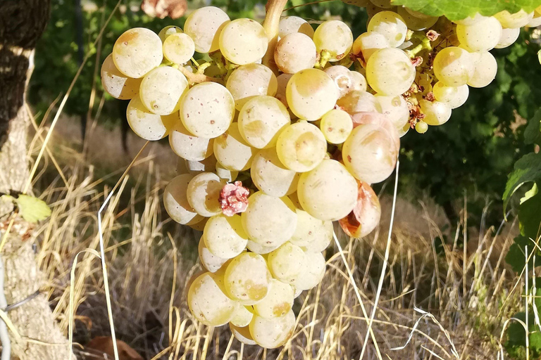 Coblenza: il vigneto vivente, la natura e il vino