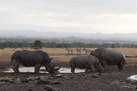 From Nairobi: Ol Pejeta Conservancy Day Trip with Game Drive