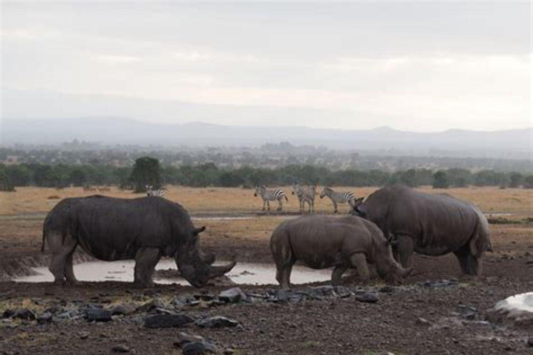 From Nairobi: Ol Pejeta Conservancy Day Trip with Game Drive