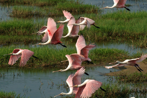 Z Miami: Everglades Tour z 90-minutowym rejsem wycieczkowym łodzią