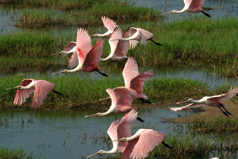 Au départ de Miami : Visite des Everglades avec tour en bateau de 90 minutes