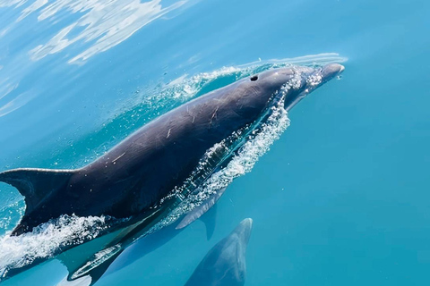 Uvita: Whale & Dolphin Watching Boat Trip w/ Drinks & Snacks