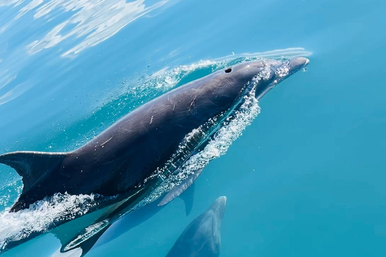 Uvita: Whale & Dolphin Watching Boat Trip w/ Drinks & Snacks