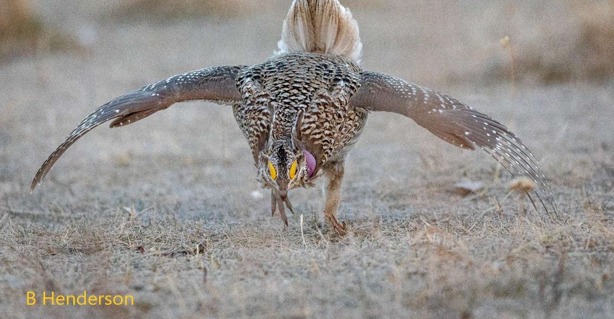 Saskatoon, Dancing Grouse Photography Tour - Housity