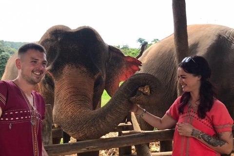 Chiang Mai : Nourrir les éléphants, nourrir les éléphants à la mainExpérience de nourrissage au sanctuaire des éléphants Chiang Mai