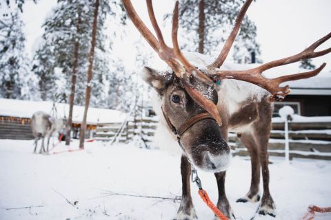 Rovaniemi: Snowmobile Tour with Reindeer Farm Experience