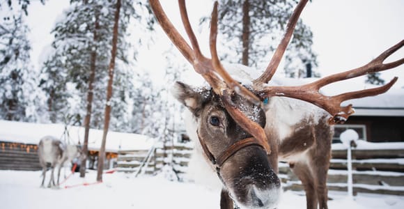 Rovaniemi: Snowmobile Tour and Reindeer Experience