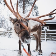 Rovaniemi : Excursion en motoneige et découverte des rennes