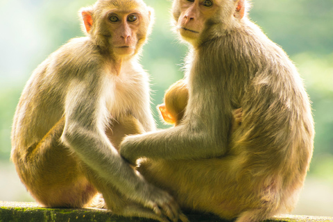 Nairobi: Lake Nakuru National Park Safari with Lunch