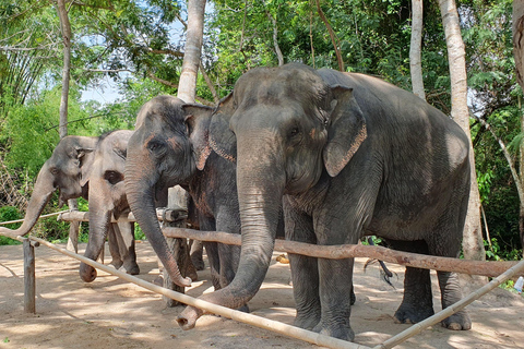 Bosque de Elefantes de Kulen y Lago Tonle Sap en tour privado