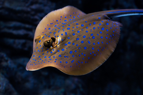 Cairns : Visite guidée de l'aquarium nocturneCairns : Visite de la nuit à l'aquarium