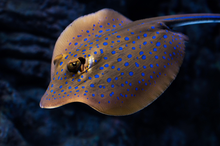 Cairns: Visita guiada nocturna al AcuarioCairns: Excursión Nocturna al Acuario