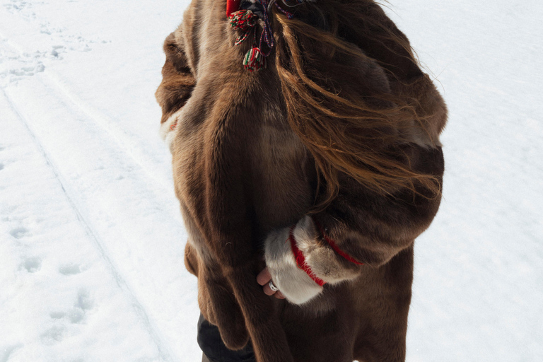 Tromsø: Aventura exclusiva en trineo tirado por perros