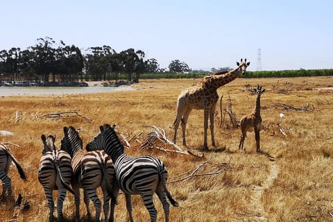 Game Drive in Stellenbosch & Table Mountain Tour