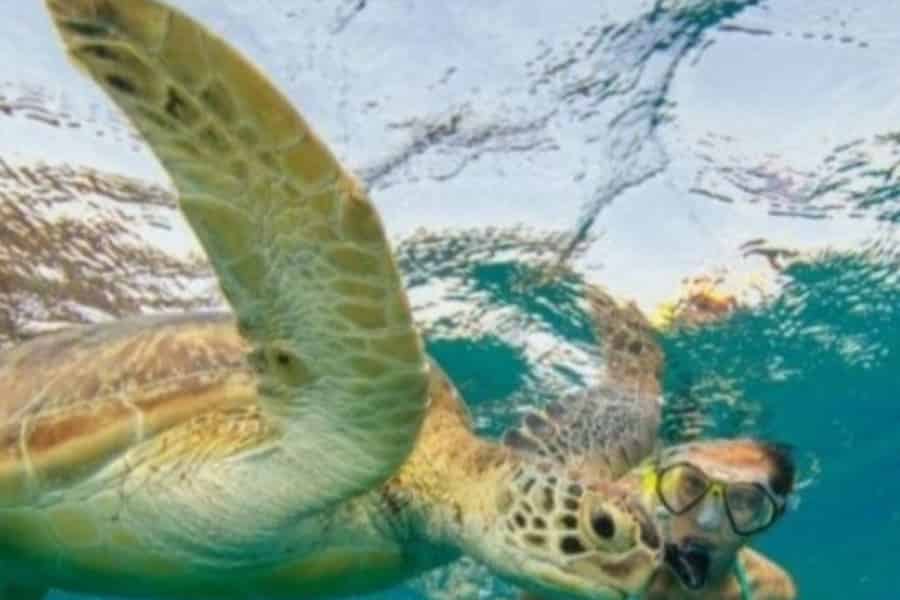St. John's, Antigua: Ausflug nach Green Island mit Schnorcheln und Schildkröten. Foto: GetYourGuide