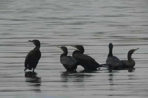 Puerto Maldonado: Tambopata Lago Sandoval 4-day expedition Puerto Maldonado: Tambopata Lago Sandoval 4-day expedition (best tour)