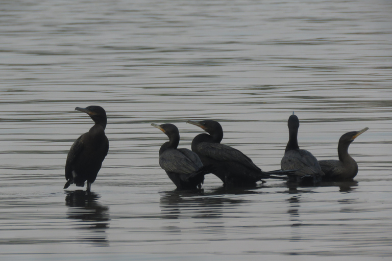 Puerto Maldonado: Tambopata Lago Sandoval 4-day expedition Puerto Maldonado: Tambopata Lago Sandoval 4-day expedition (best tour)