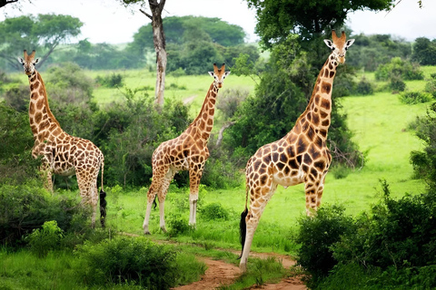 Uganda: 2-Day Lake Mburo National Park Safari