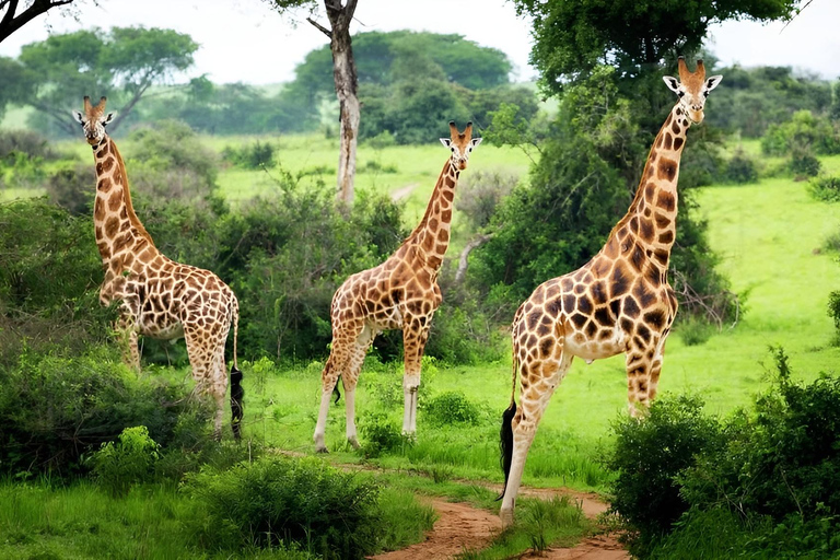 Uganda: 2-Day Lake Mburo National Park Safari