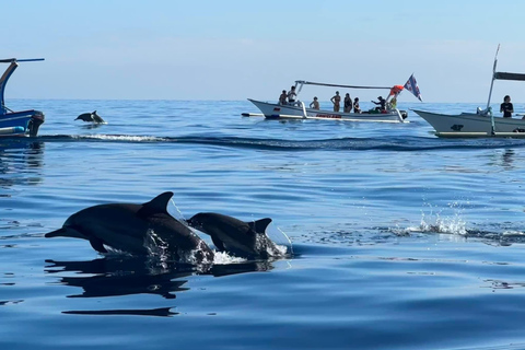 Lovina/Bali: Delfinskådning, simning och snorklingPrivat båttur med mötesplats