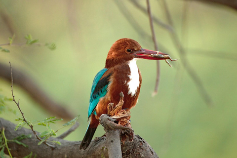 From Delhi: 5-Day Bird Sanctuary, Safari and Golden Triangle Tour with Car and Guide