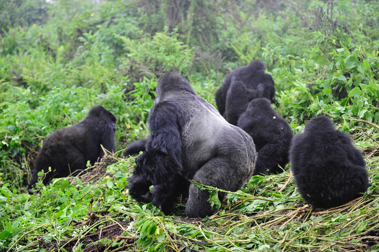 3-day Rwanda Gorilla Trekking in the Volcanoes National Park