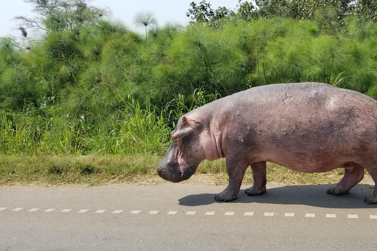 Ouganda : 5 jours de trekking avec les chimpanzés et de safari animalier