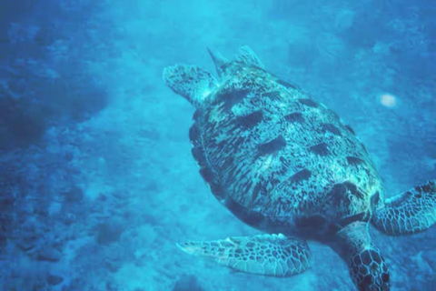 Similan Catamaran Small Group Day Tour From Phuket/Khao Lak