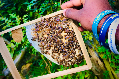 Ella: Bee Farm Tour With Honey Tasting Experience