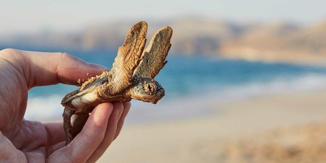 Muscat: Coastal Villages & Turtle Reserve Private Tour