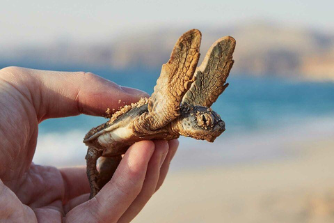 Muscat: Coastal Villages & Turtle Reserve Private Tour