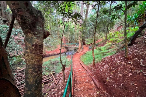 Karura guided walking tour