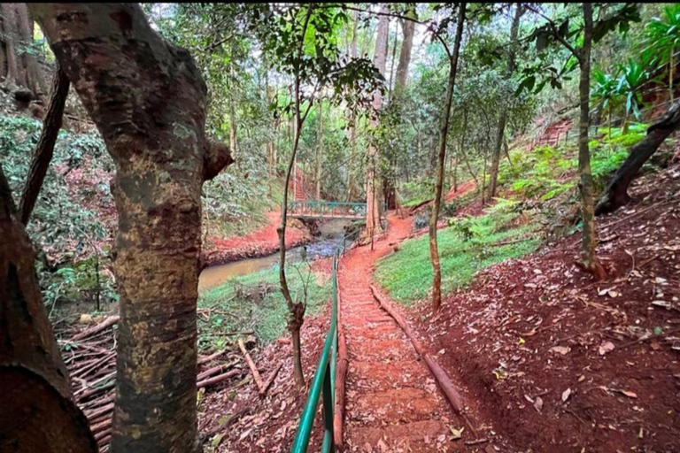 Karura guided walking tour