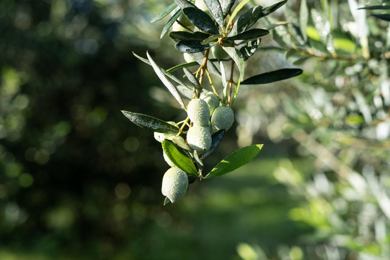 Menorca: Olive Oil Experience in Binissaida with Guided Tasting
