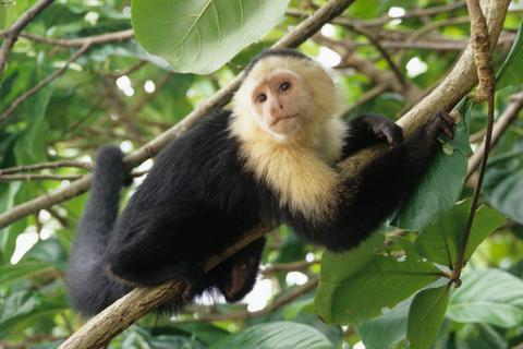 Manuel Antonio: De 5 bästa sakerna att göra Alla resor-Costa Rica