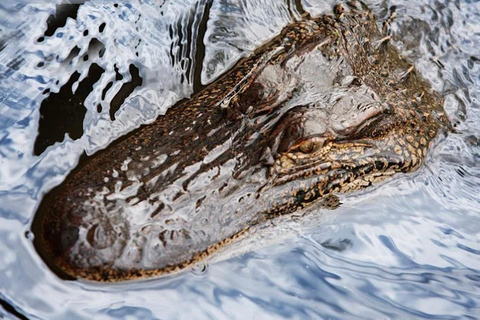 New Orleans Airboat-AbenteuertourNew Orleans Airboat-Abenteuertour - Großes Airboat