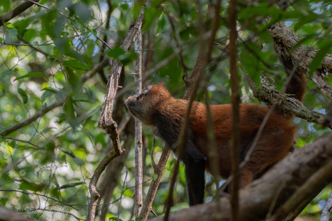 Uvita: Private Guided Naturalist Sightseeing Tour in Corcovado National Park Uvita: Private Guided Nature Sightseeing Tour in Corcovado National Park