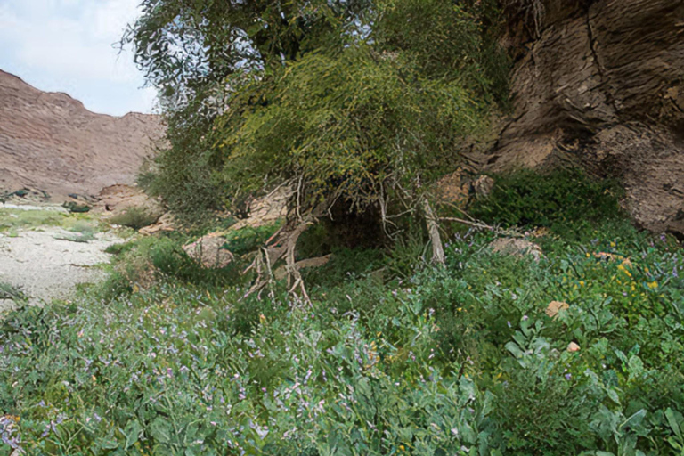 Wadi Dayqah/Wadi Al Arbaeen/Wadi Mayh (excursión de un día) 8 horas