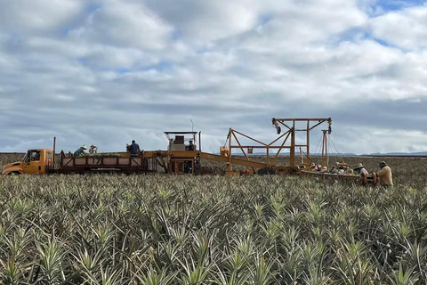 Oahu: North Shore Dole Ananasboerderij Tour