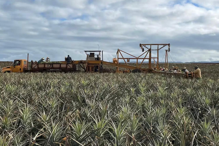 Oahu: North Shore Dole Ananasboerderij Tour