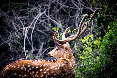 6-dniowa wycieczka Delhi, Agra i Jaipur z Ranthambhore Tour z DelhiWycieczka obejmuje samochód z klimatyzacją, przewodnika Tiger Safari i 4-gwiazdkowy hotel.